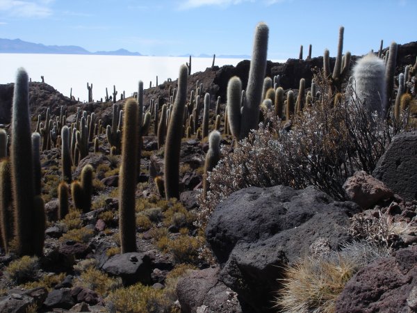 Ostrov Incahuasi nazývaný "Isla del Pescado"